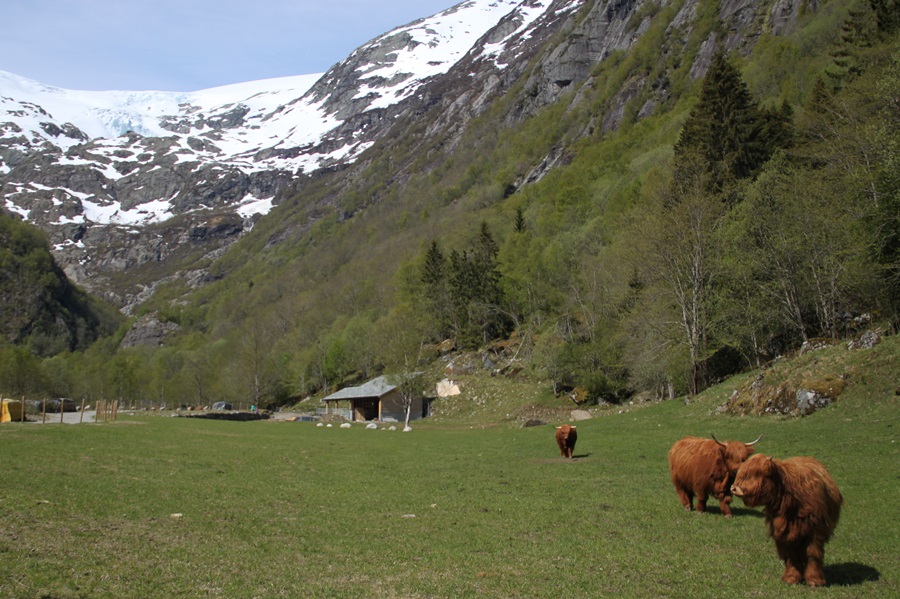 szkockie krowy w norweskiej dolinie